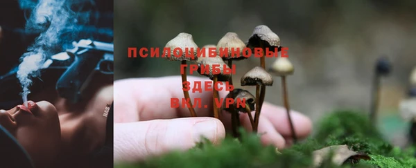СК Зеленокумск